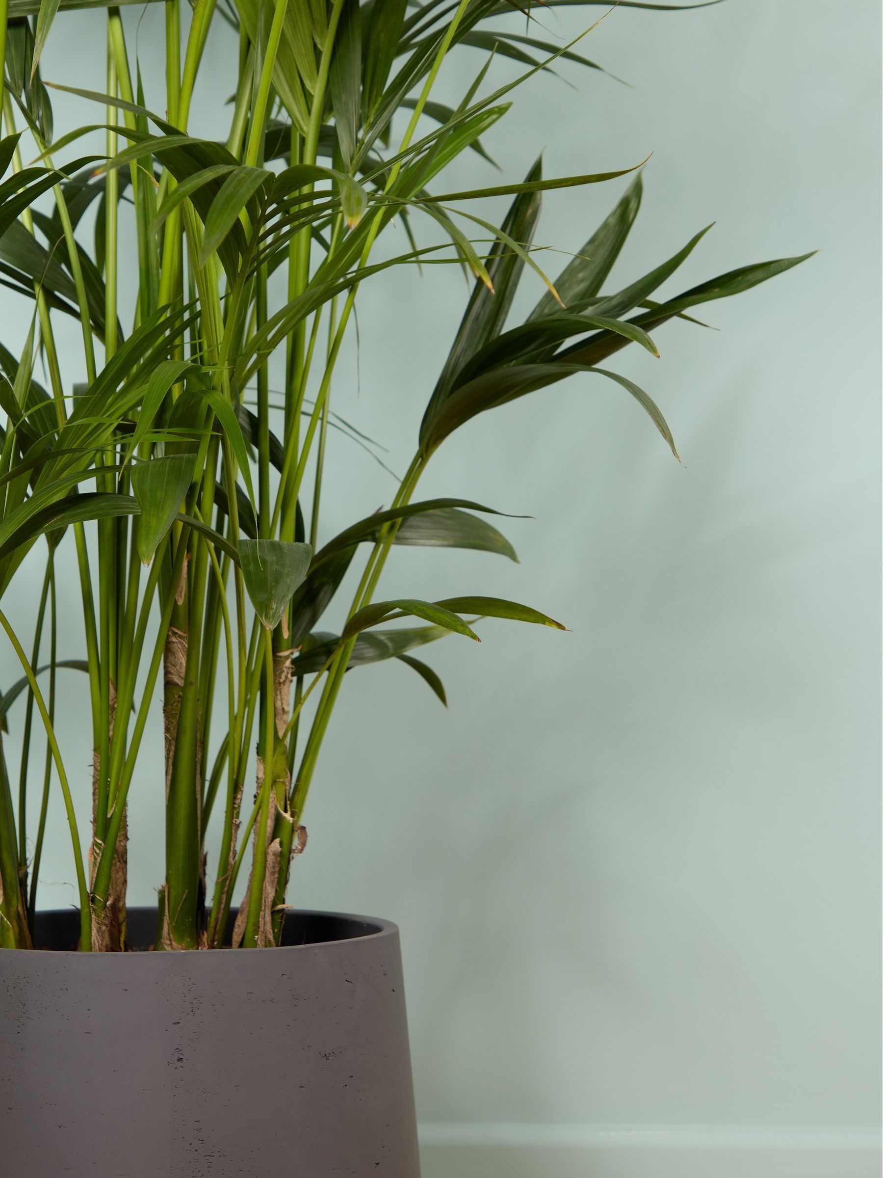 PATCH Charcoal Big Ken Kentia Palm Plant Extra Large In Clay Pot - Image 2 of 4