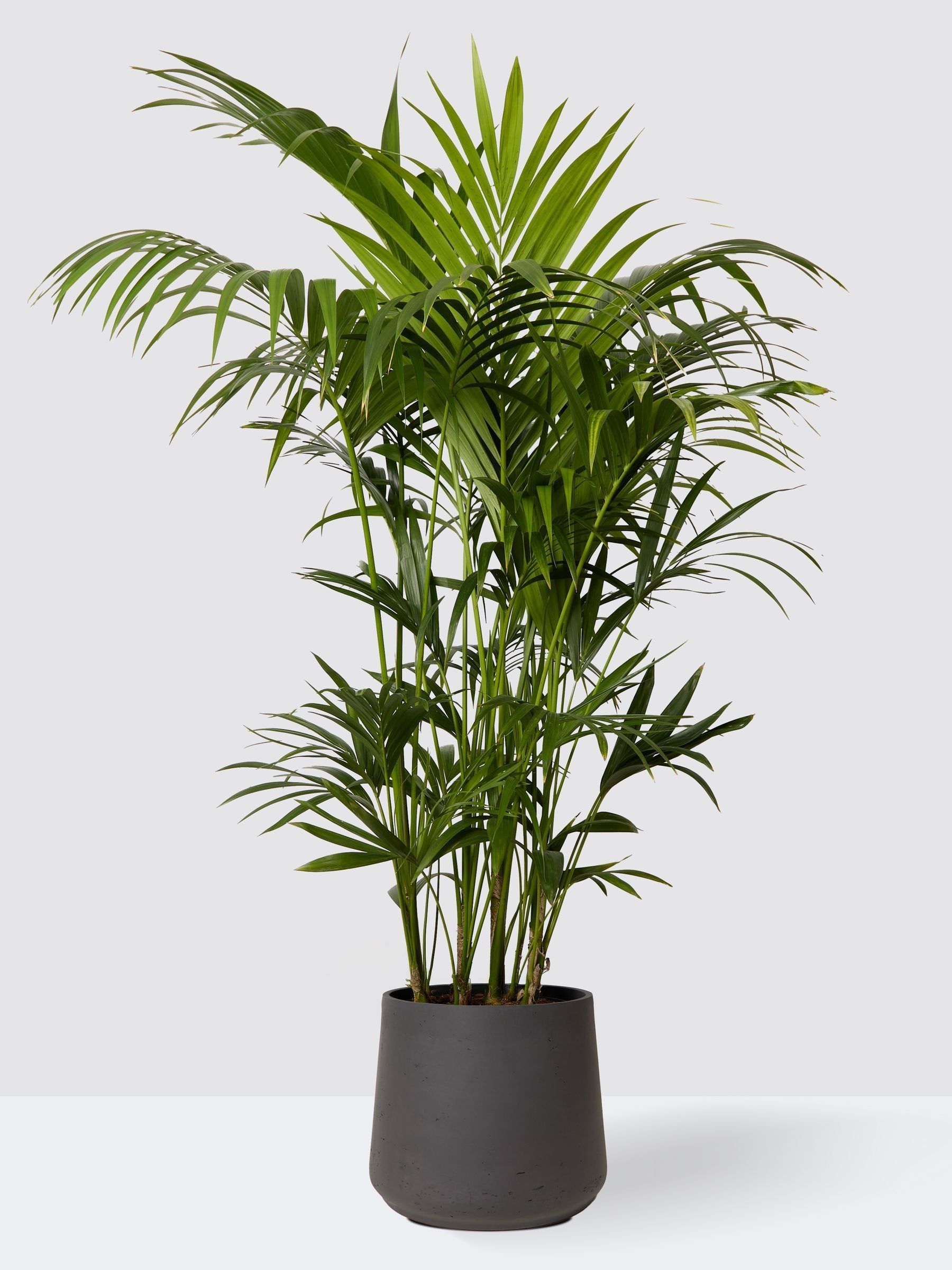 PATCH Charcoal Big Ken Kentia Palm Plant Extra Large In Clay Pot - Image 3 of 4
