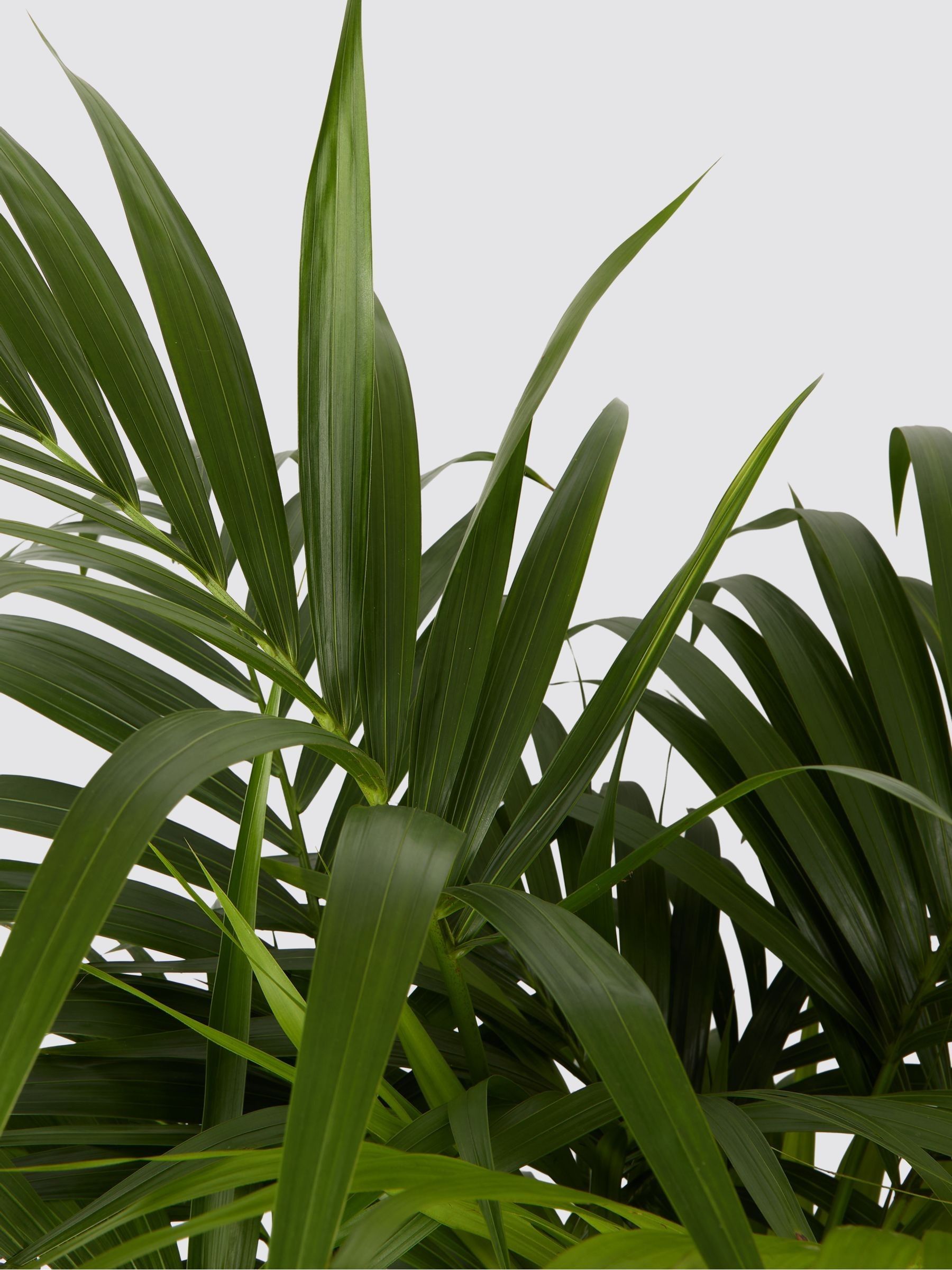 PATCH Charcoal Big Ken Kentia Palm Plant Extra Large In Clay Pot - Image 4 of 4