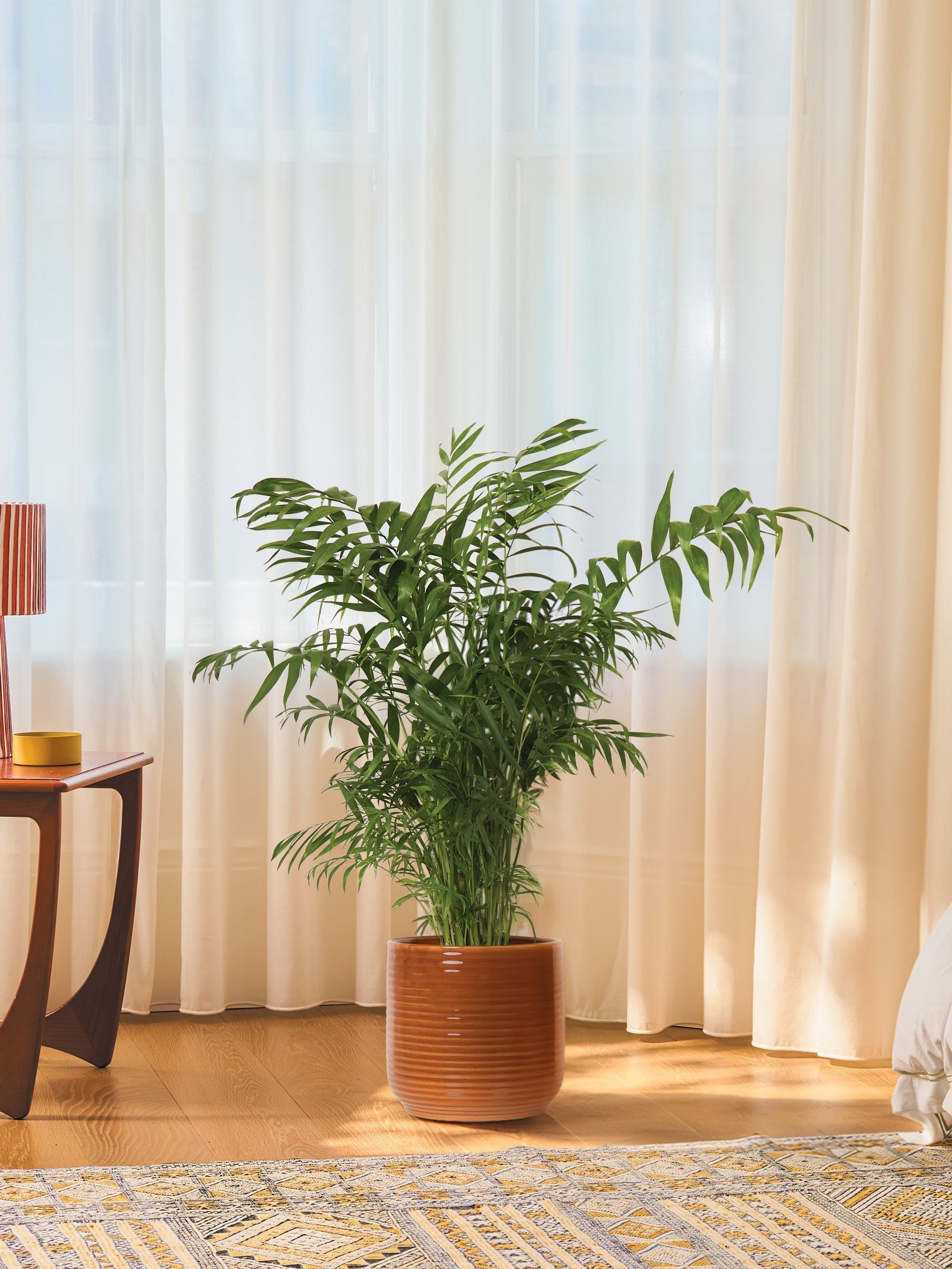 PATCH Rust Sharon Parlour Palm Plant Large In Ceramic Glazed Pot - Image 1 of 4 PATCH Rust Sharon Parlour Palm Plant Large In Ceramic Glazed Pot - Image 1 of 4