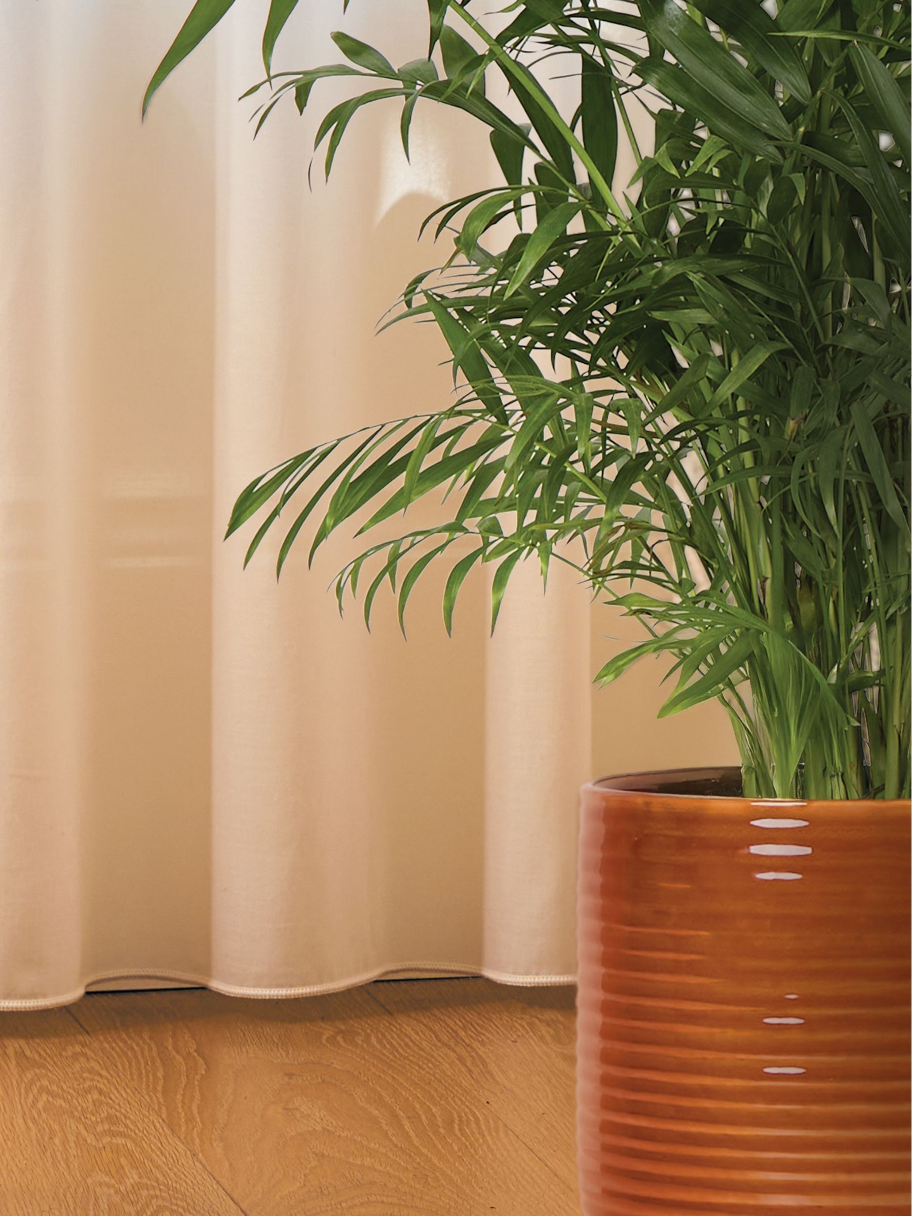 PATCH Rust Sharon Parlour Palm Plant Large In Ceramic Glazed Pot - Image 2 of 4
