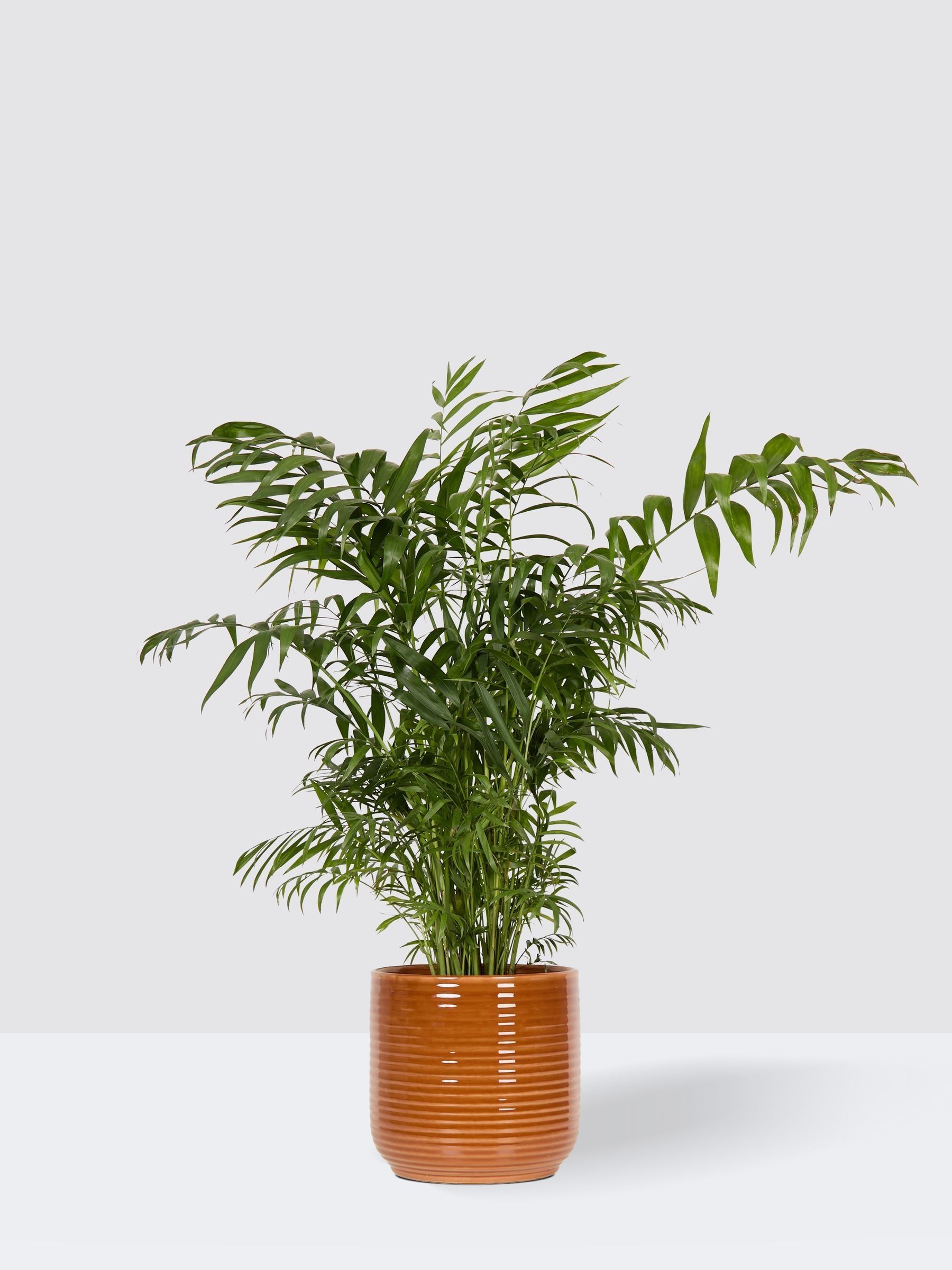 PATCH Rust Sharon Parlour Palm Plant Large In Ceramic Glazed Pot - Image 3 of 4