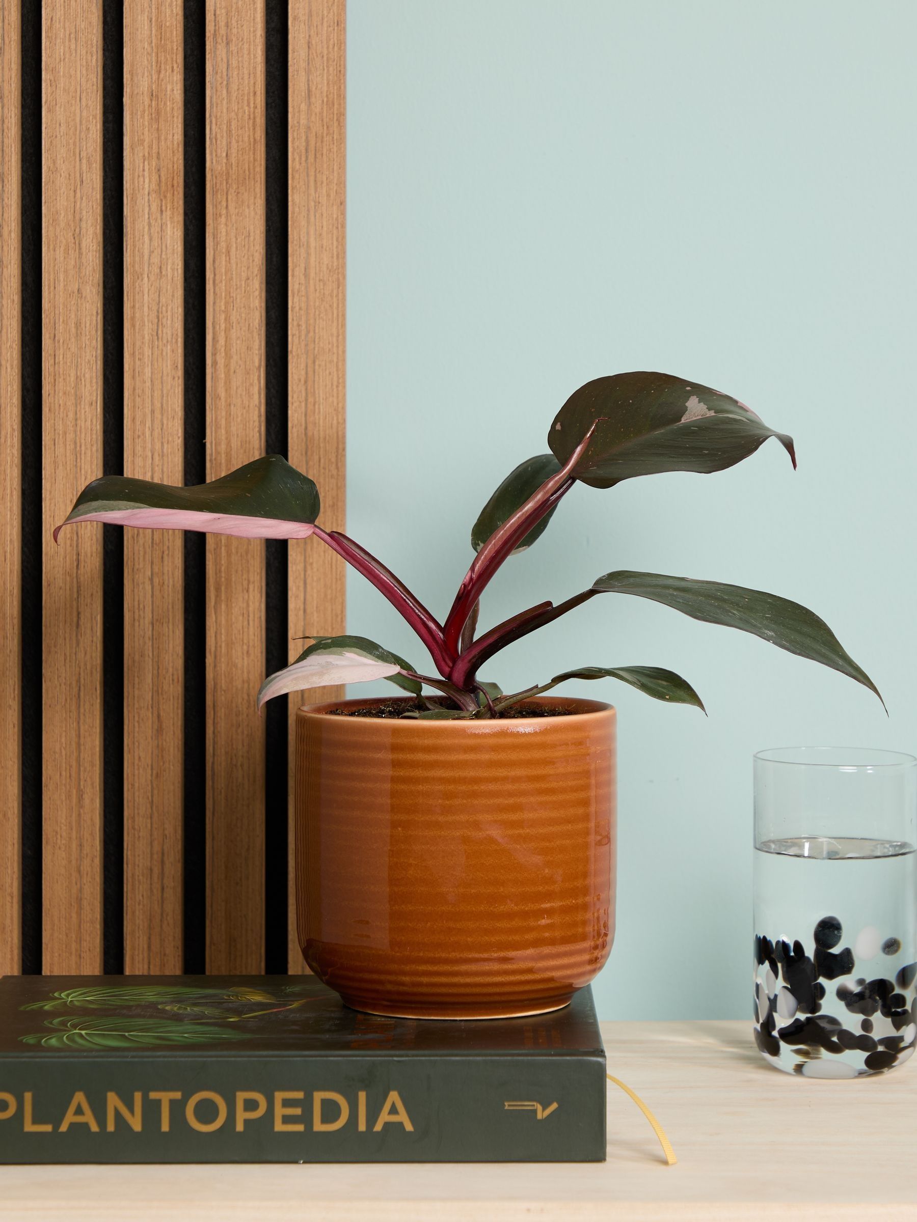 PATCH Rust Tanya Philodendron Plant In Ceramic Glazed Pot - Image 1 of 4