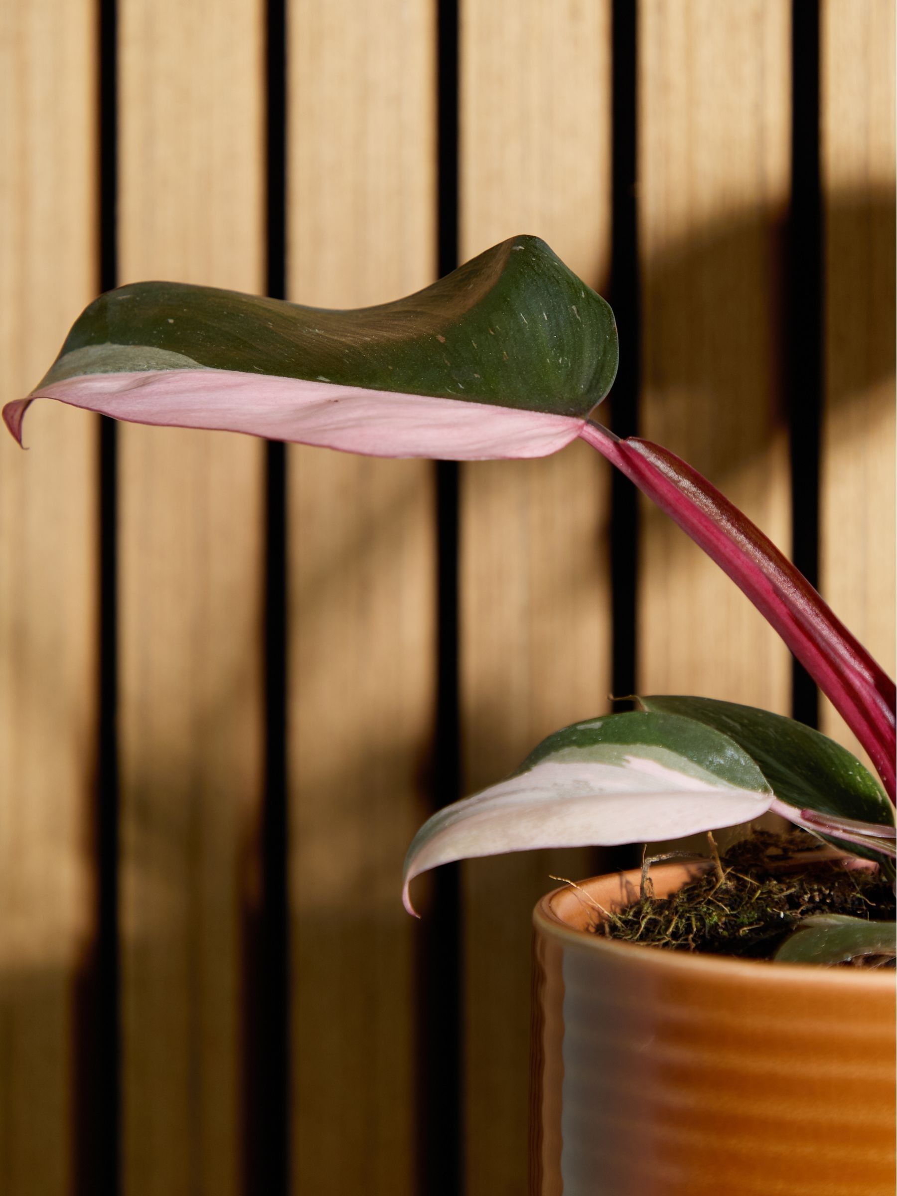 PATCH Rust Tanya Philodendron Plant In Ceramic Glazed Pot - Image 2 of 4 PATCH Rust Tanya Philodendron Plant In Ceramic Glazed Pot - Image 2 of 4