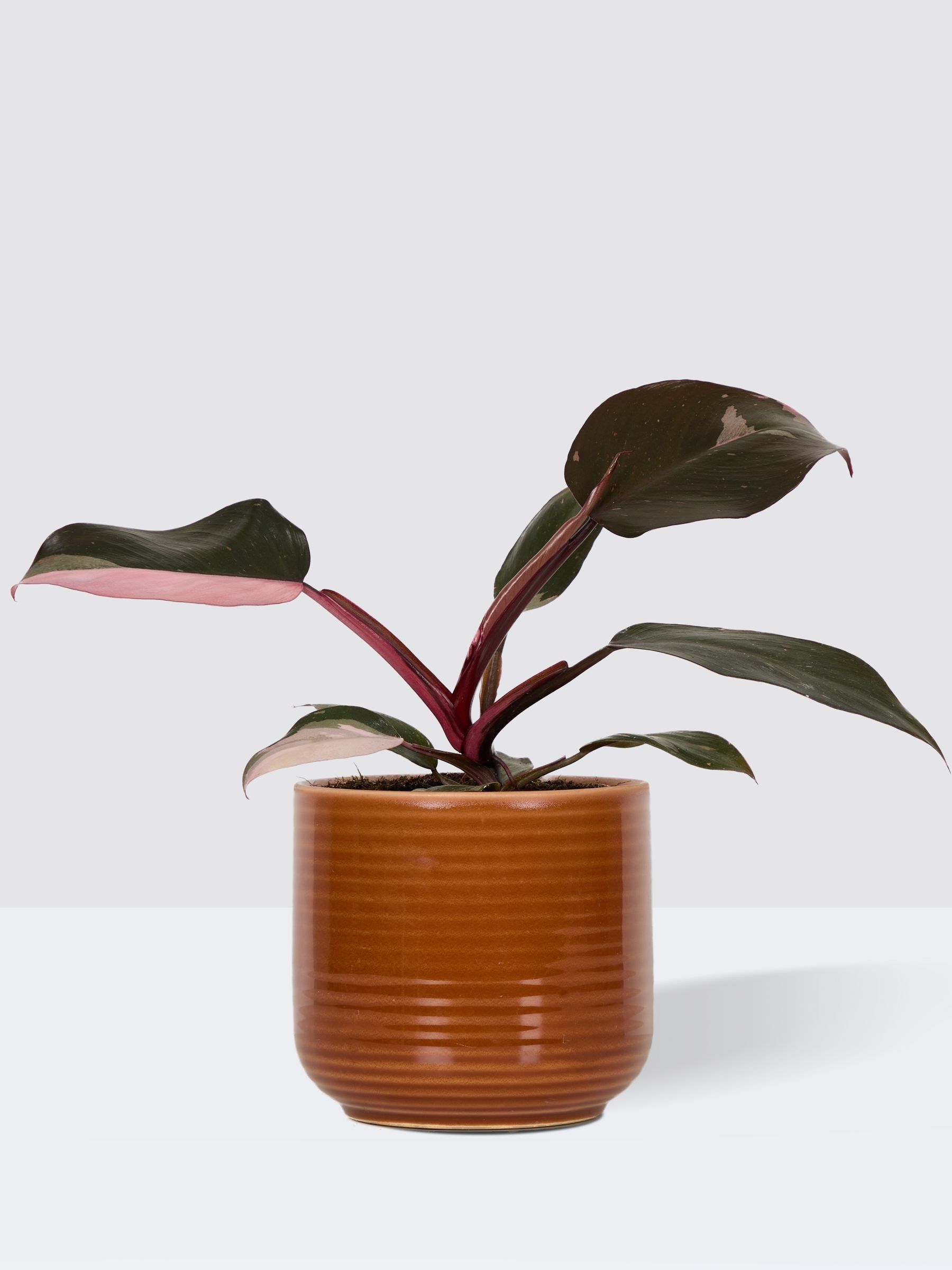 PATCH Rust Tanya Philodendron Plant In Ceramic Glazed Pot - Image 3 of 4