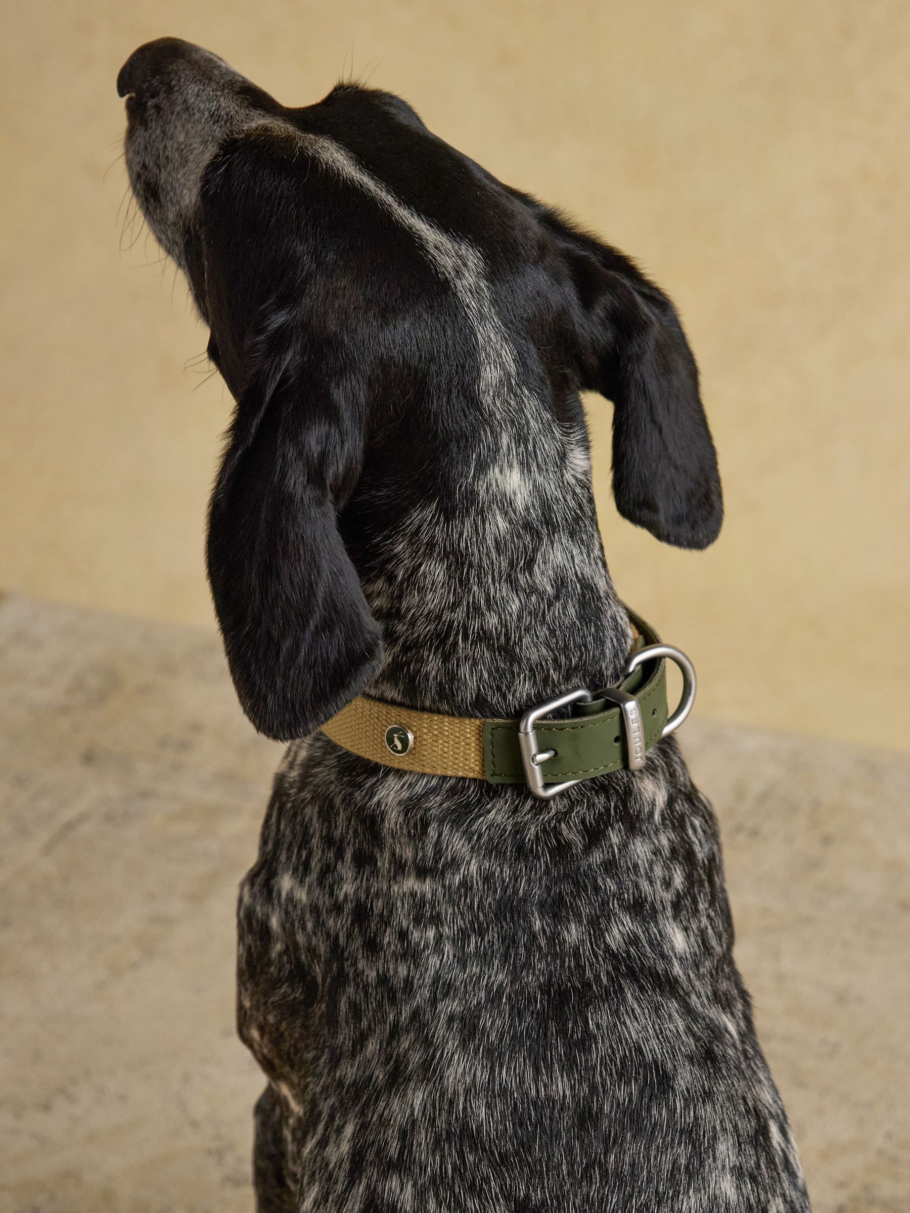 Khaki Green Pet Collar - Image 1 of 6