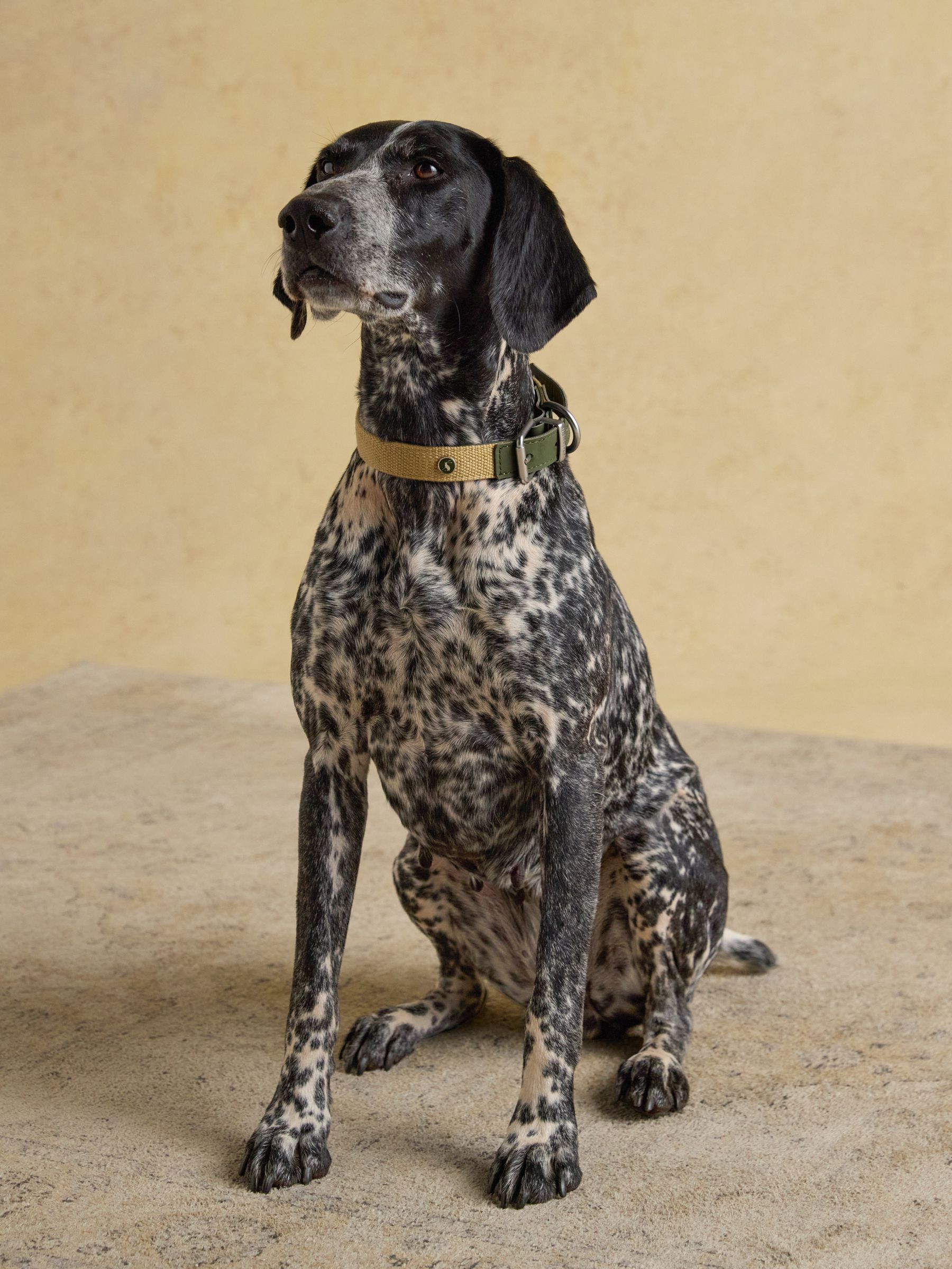 Khaki Green Pet Collar - Image 2 of 6