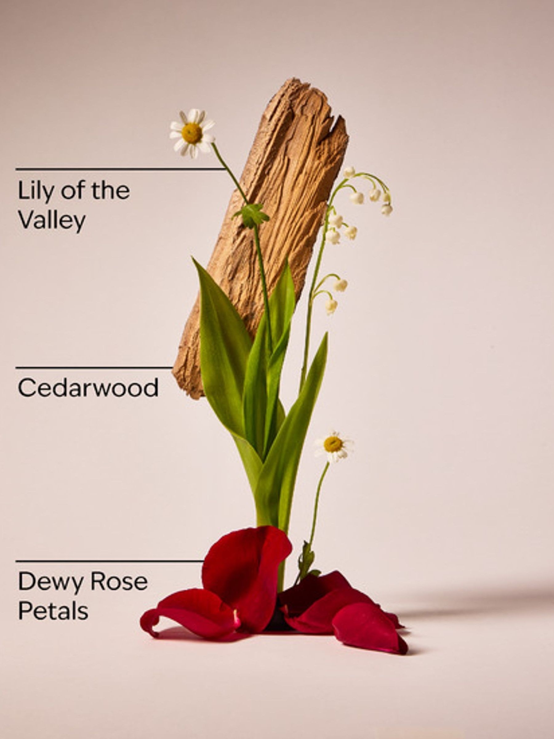 Black Tea Body Wash & Foam Bath 295ml - Image 2 of 2