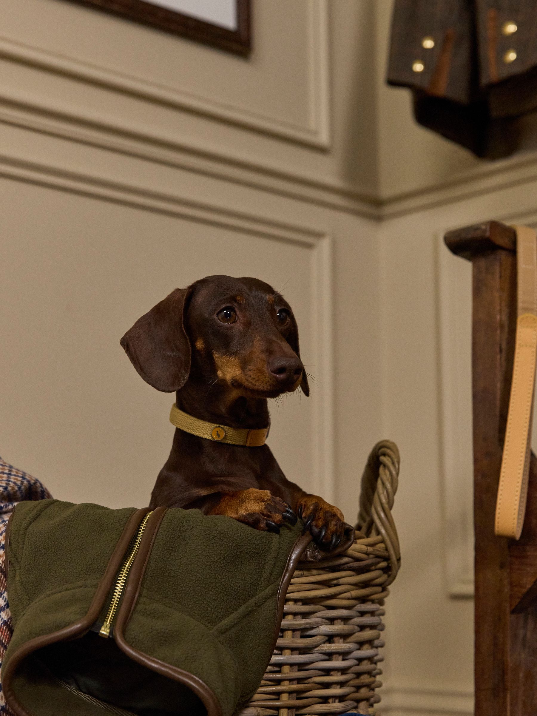 Tan Brown Pet Collar - Image 1 of 8