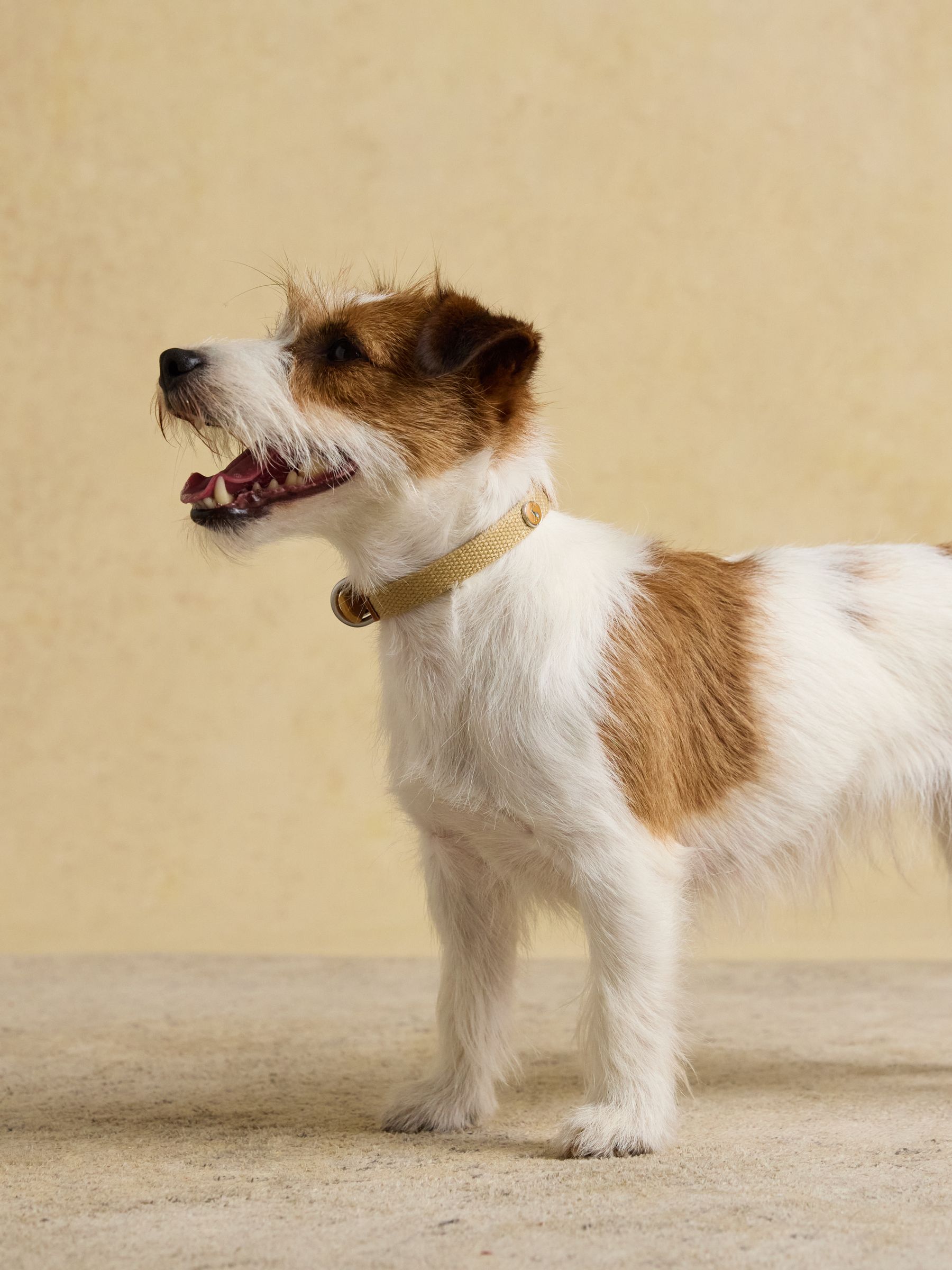 Tan Brown Pet Collar - Image 3 of 8