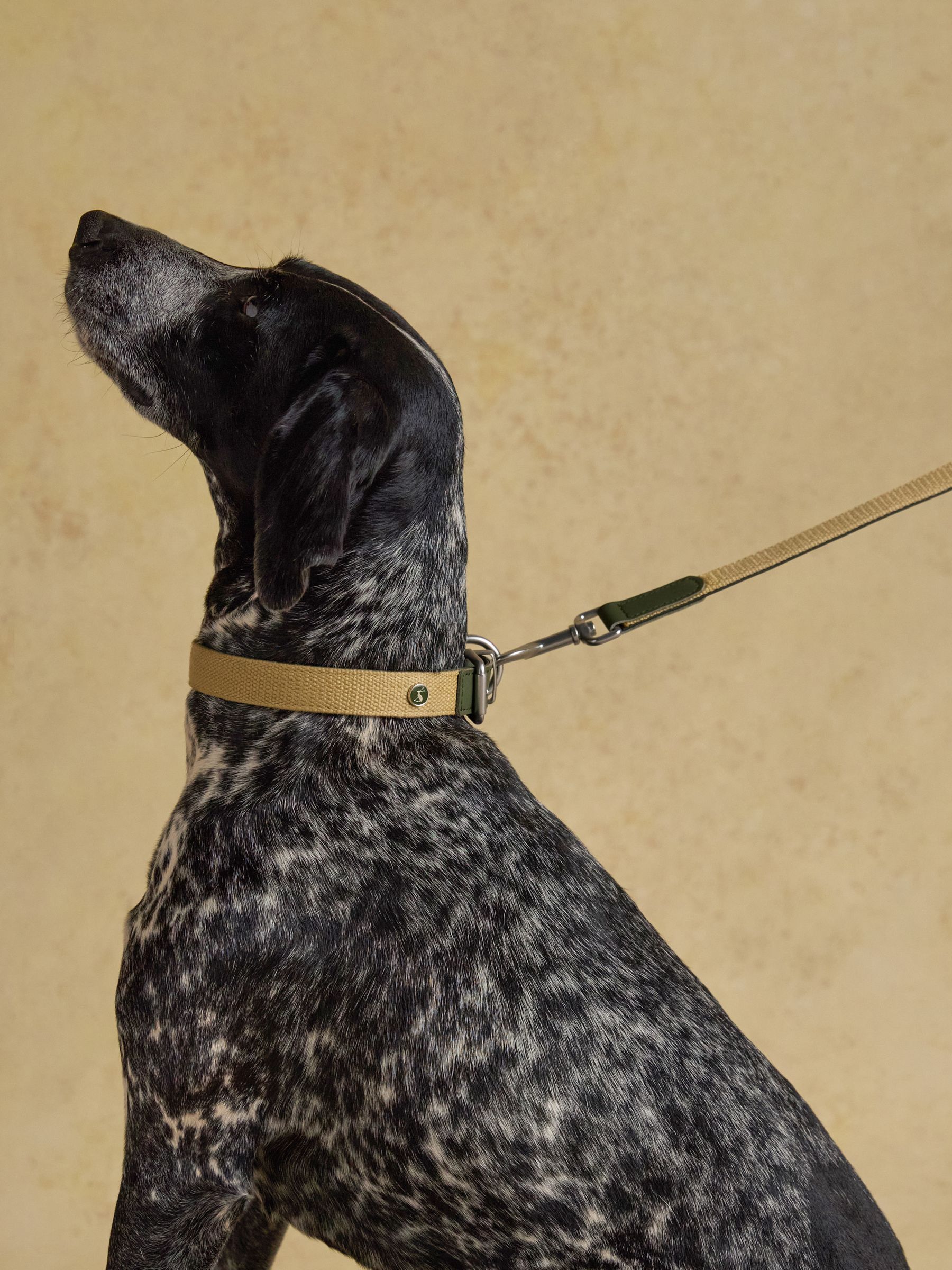 Khaki Green Pet Lead - Image 2 of 5 Khaki Green Pet Lead - Image 2 of 5