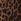 Brown Leopard Rise Straight Taper Jeans