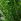Beards & Daisies Boston Fern & Real Boston Fern Plant In Earthenware Pot