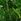 Beards & Daisies Boston Fern & Real Boston Fern Plant In Earthenware Pot