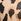 Leopard Brown Bra