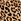 Leopard Brown Cotton Logo Bra