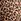 Leopard Brown Cotton Logo Bra