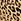 Leopard Brown Cotton Logo Bra