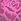 ultra pink Rose Lace Knickers