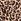 Leopard Brown Knickers