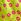 Lime Green Cherries Short Pyjama Bottoms