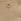 Neutral Button-detail Wide Leg Trousers