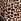 Leopard Brown Flannel Shorts Pyjama Set