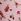 Pink Tulip Cute But Dangerous Print Thong No Show Knickers