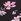 Black Floral Victoria's Secret Pink No Show Lace Trim Knickers