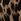 Leopard Print Brown Brazilian Shine Strap Knickers