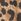 Brown Leopard Logo Heritage Joggers
