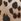 Leopard Brown Victoria's Secret Am/pm Makeup Bag Duo