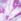 Tie Dye Daisy Purple Cotton Thong Knickers