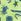 Lime Green Printed Swim Shorts