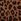 Leopard Brown Thong Lace Trim Knickers