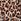 Leopard Brown Thong Knickers