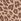 Brown Leopard Print Boyshort Cotton Logo Knickers