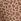 Brown Leopard Print Boyshort Cotton Logo Knickers
