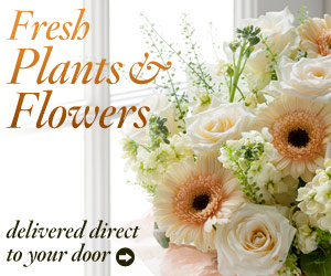 Fresh Flowers And Plants - Delivered Direct To Your Door.